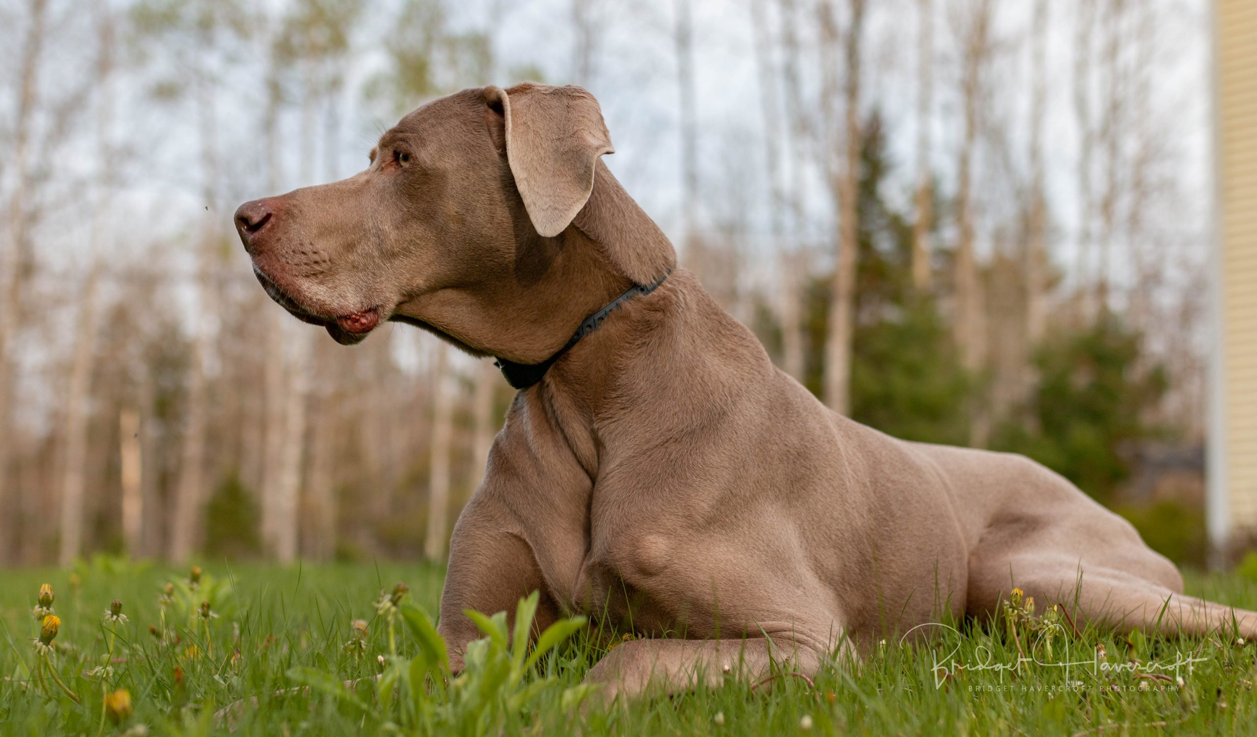 A Weimaraner dog laying in the grass, staring intently at a fly just in front of his nose