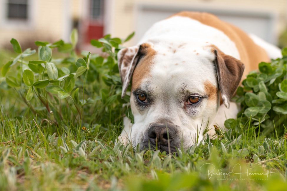 My Valley Bulldog called Charlie A Valley Bulldog lying down in the grass with his head resting on his paws, bulldog, valley bulldog, dog, animal, pet, pet photography,