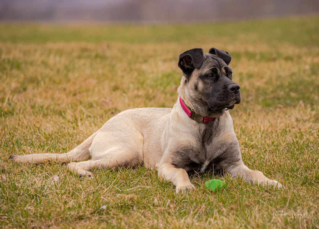 Willow, our Mastiff and latest addition to the family Our latest puppy called Willow, Mastiff Puppy. dog, pet, pet photography